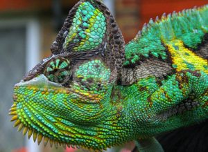 Colourful wonderful colors chameleon gr